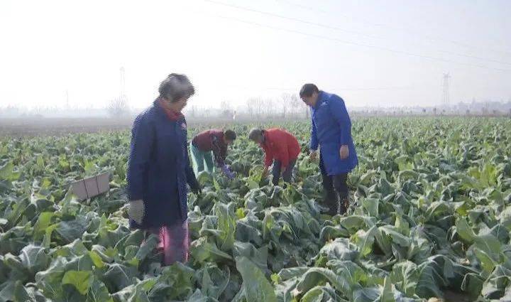 
刘四田：“菜博士”种蔬菜  “四块田” 是秘诀【澳门太阳网城官网】(图3)